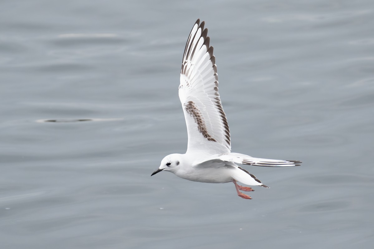 Bonaparte's Gull - ML655453168