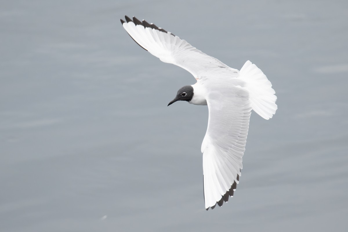 Bonaparte's Gull - ML655453169
