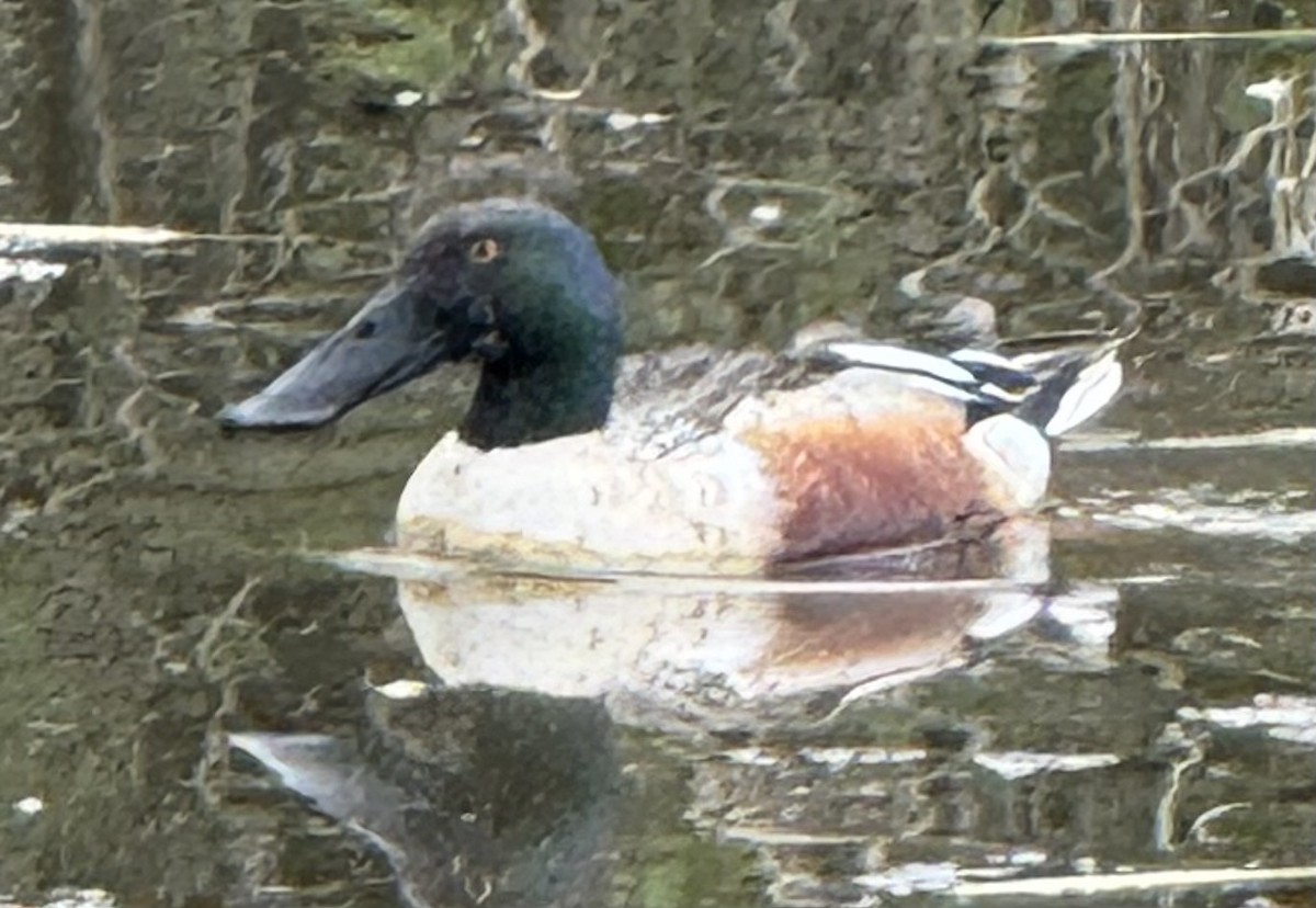 Ahate mokozabal zuria - ML655453203