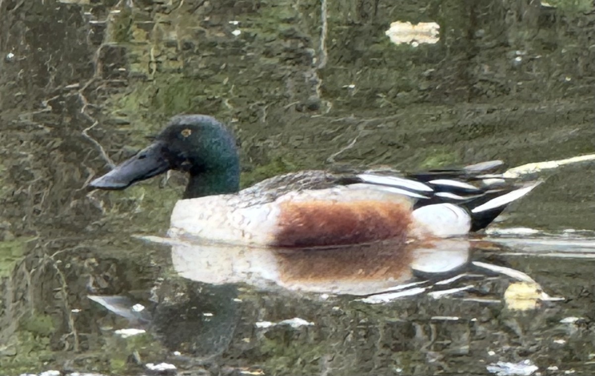 Ahate mokozabal zuria - ML655453204