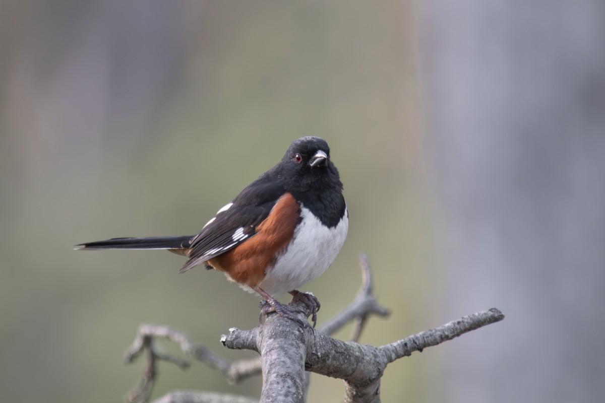 Eastern Towhee - ML655453722