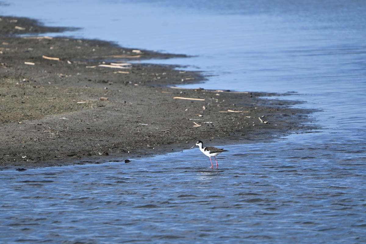 Black-necked Stilt - ML655453730