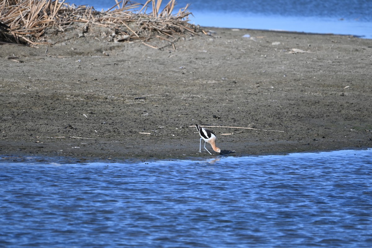 American Avocet - ML655453787
