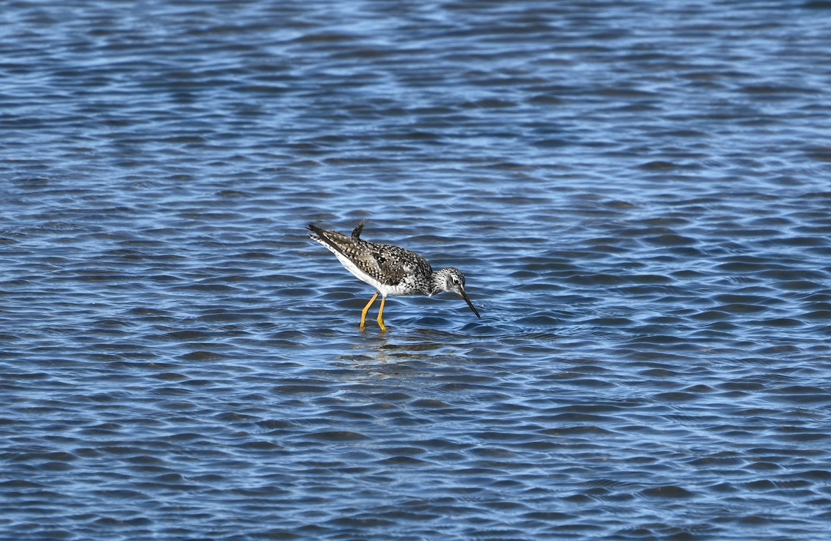 Lesser Yellowlegs - ML655453937