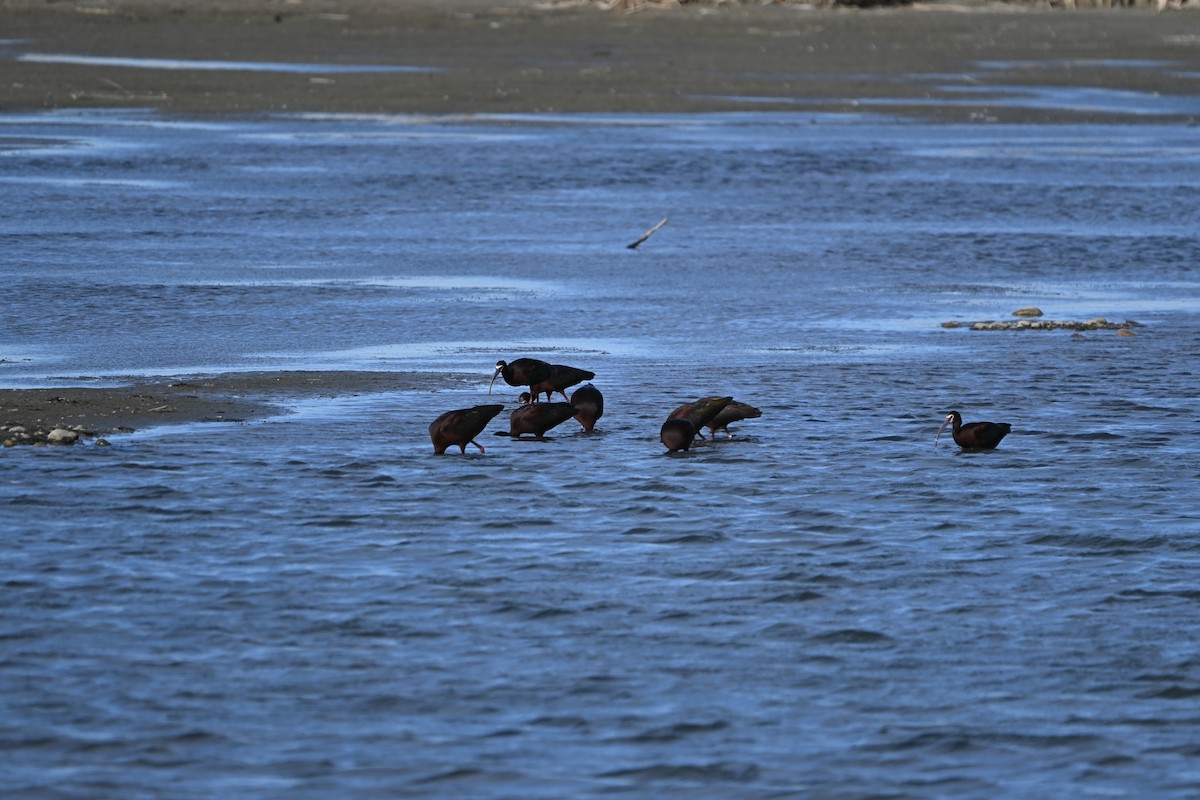 White-faced Ibis - ML655453985