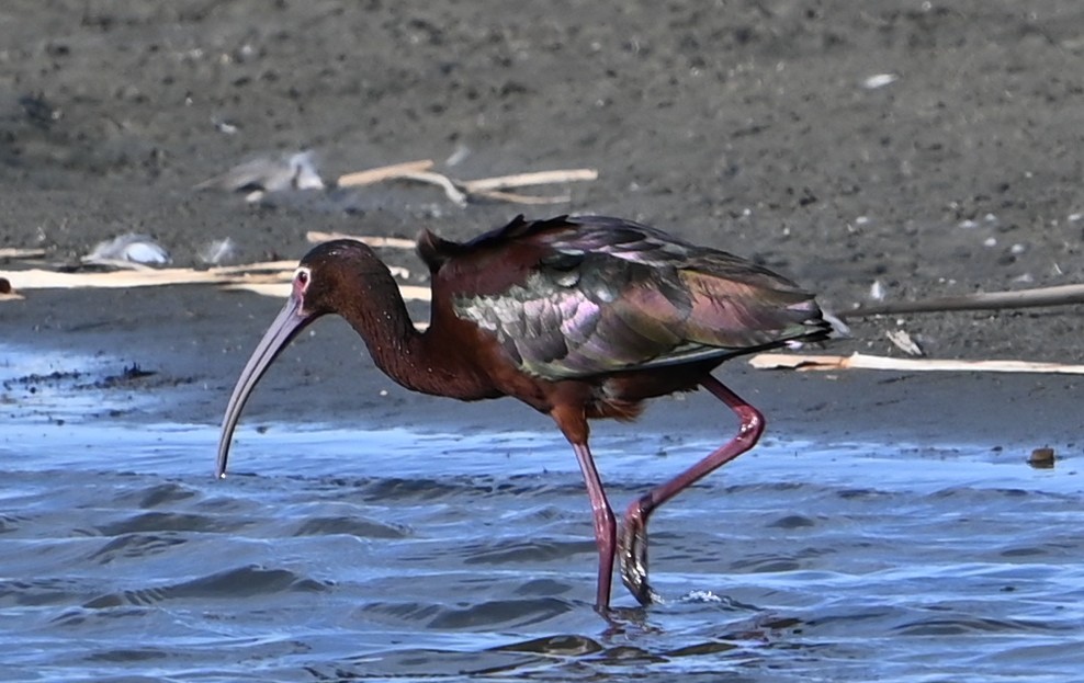 White-faced Ibis - ML655454003