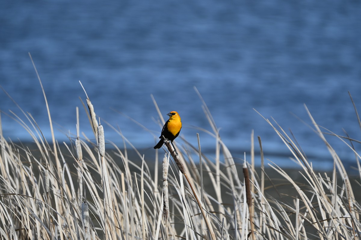 Yellow-headed Blackbird - ML655454028