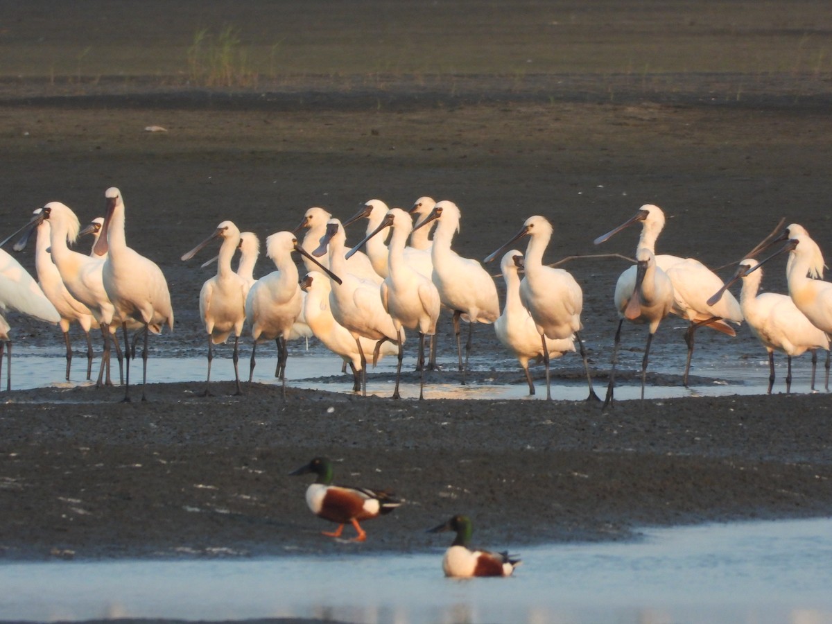 Ahate mokozabal zuria - ML655454153