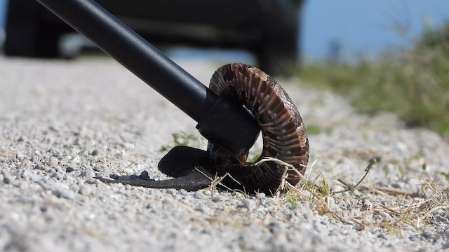 Florida Cottonmouth - ML655454279