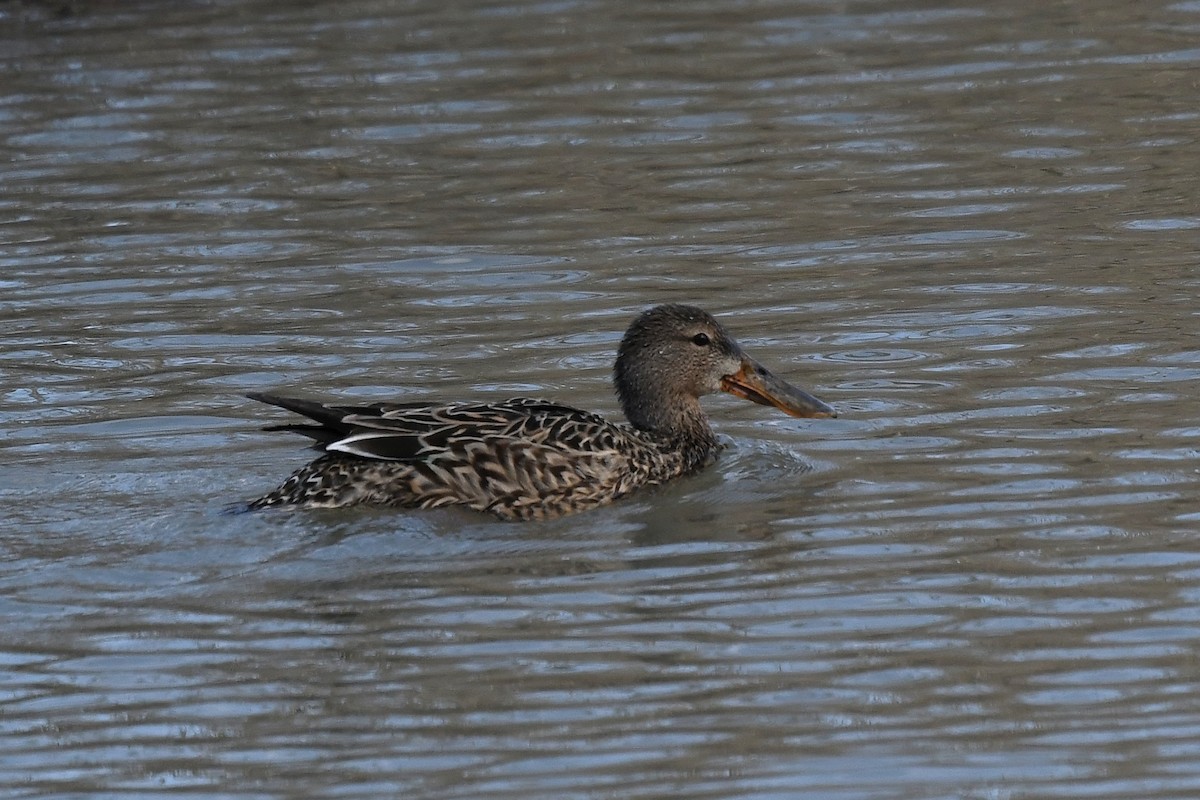 Ahate mokozabal zuria - ML655455908