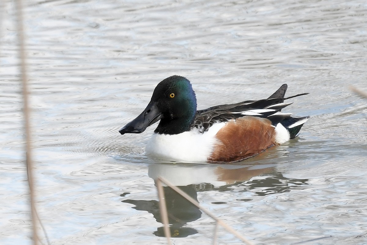 Ahate mokozabal zuria - ML655456044