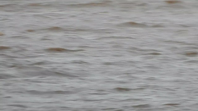 kanvasand - ML655456222