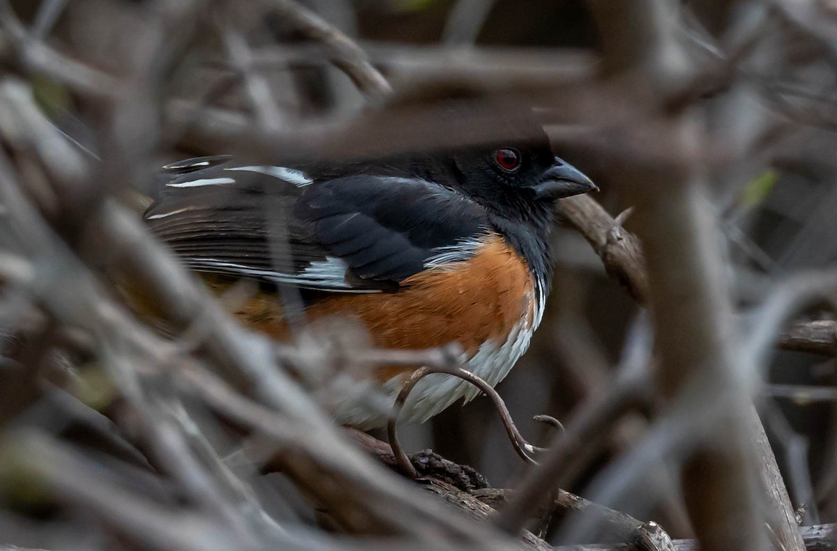 Eastern Towhee - ML655456238