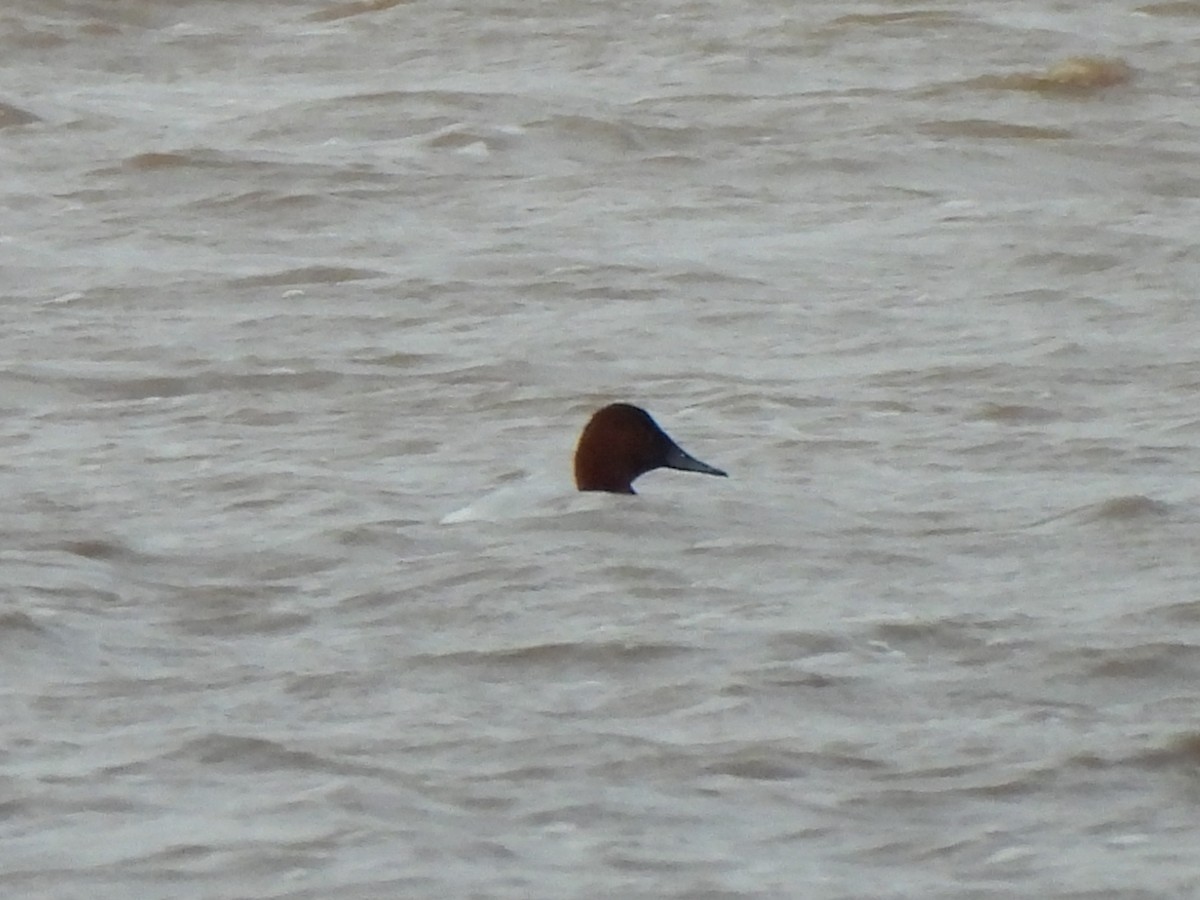 kanvasand - ML655456247