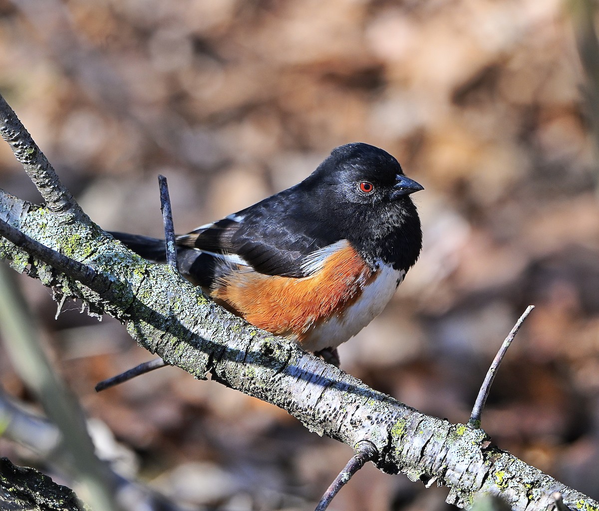 Eastern Towhee - ML655456324
