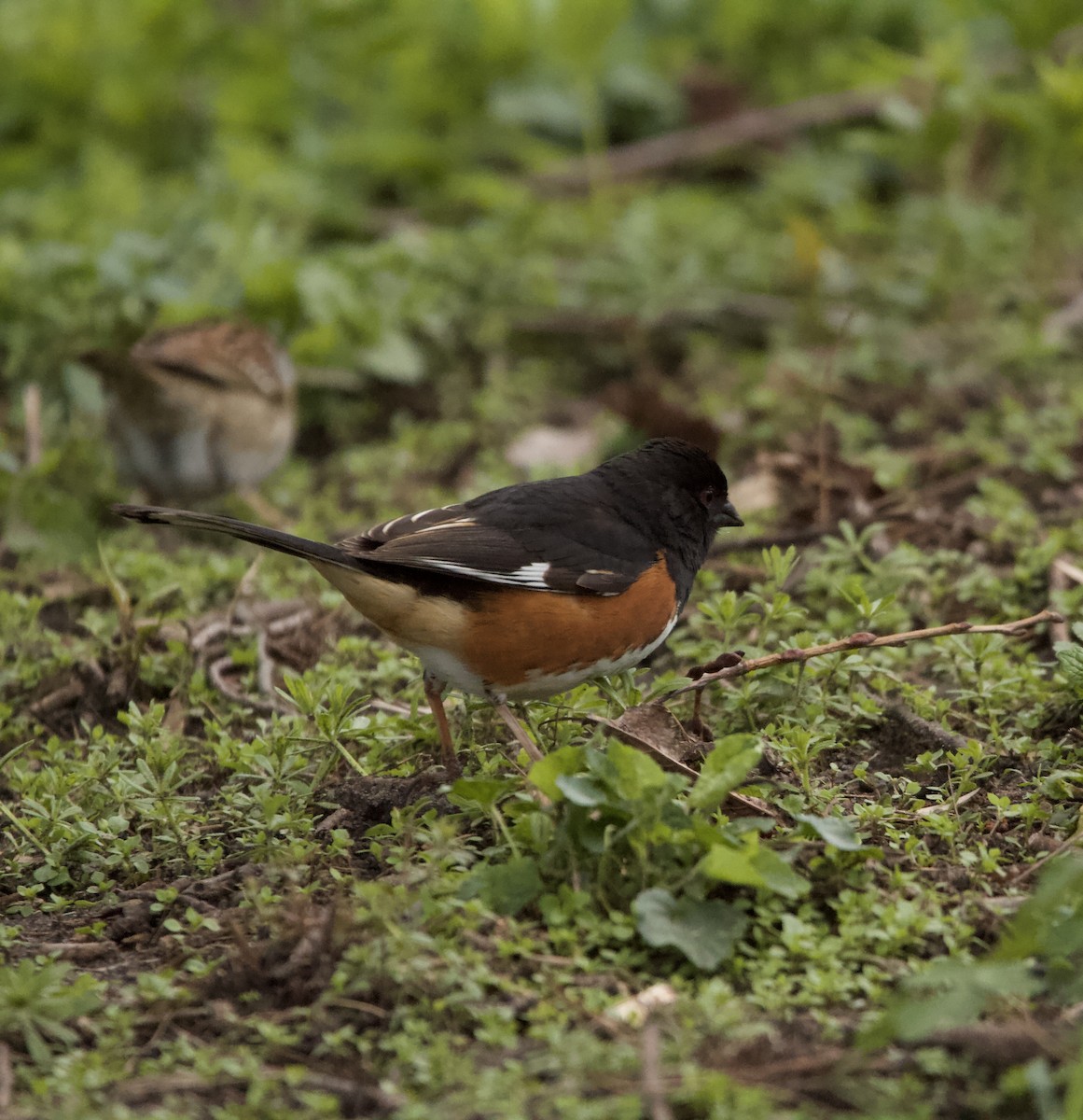 Eastern Towhee - ML655456940