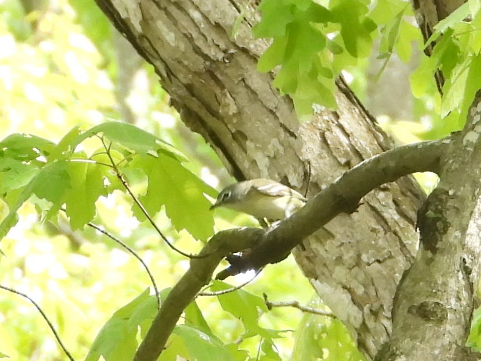 Blue-headed Vireo - ML655457300
