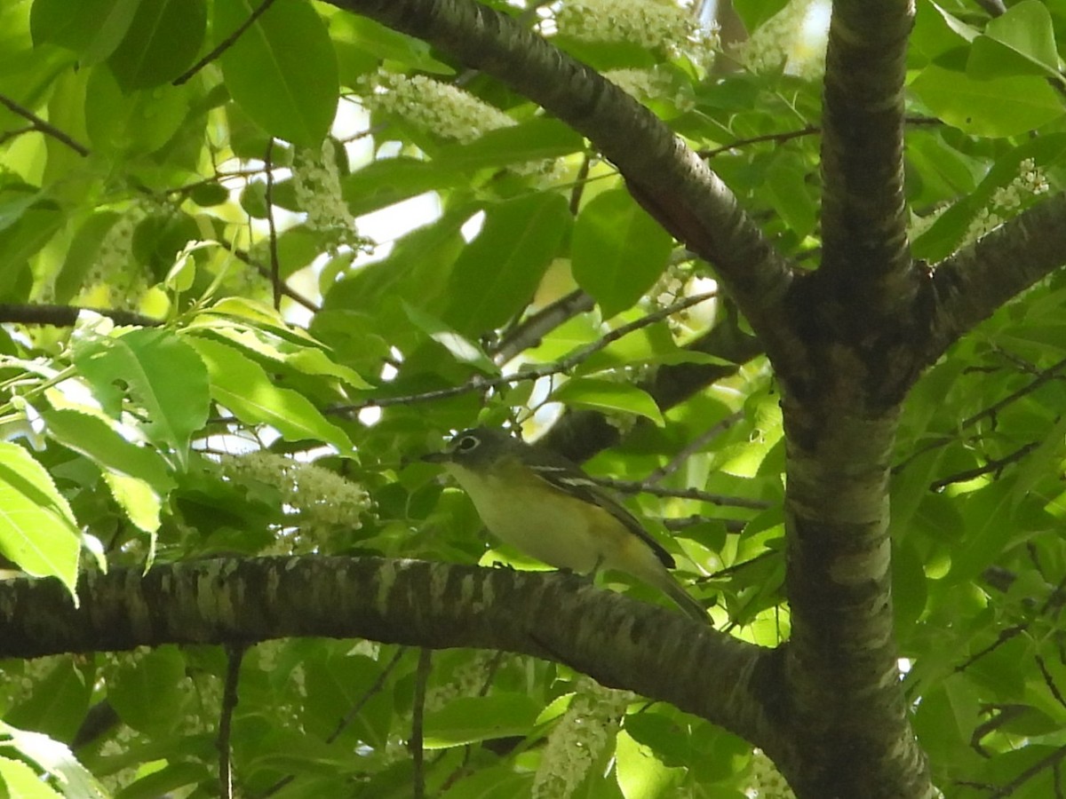 Blue-headed Vireo - ML655457382