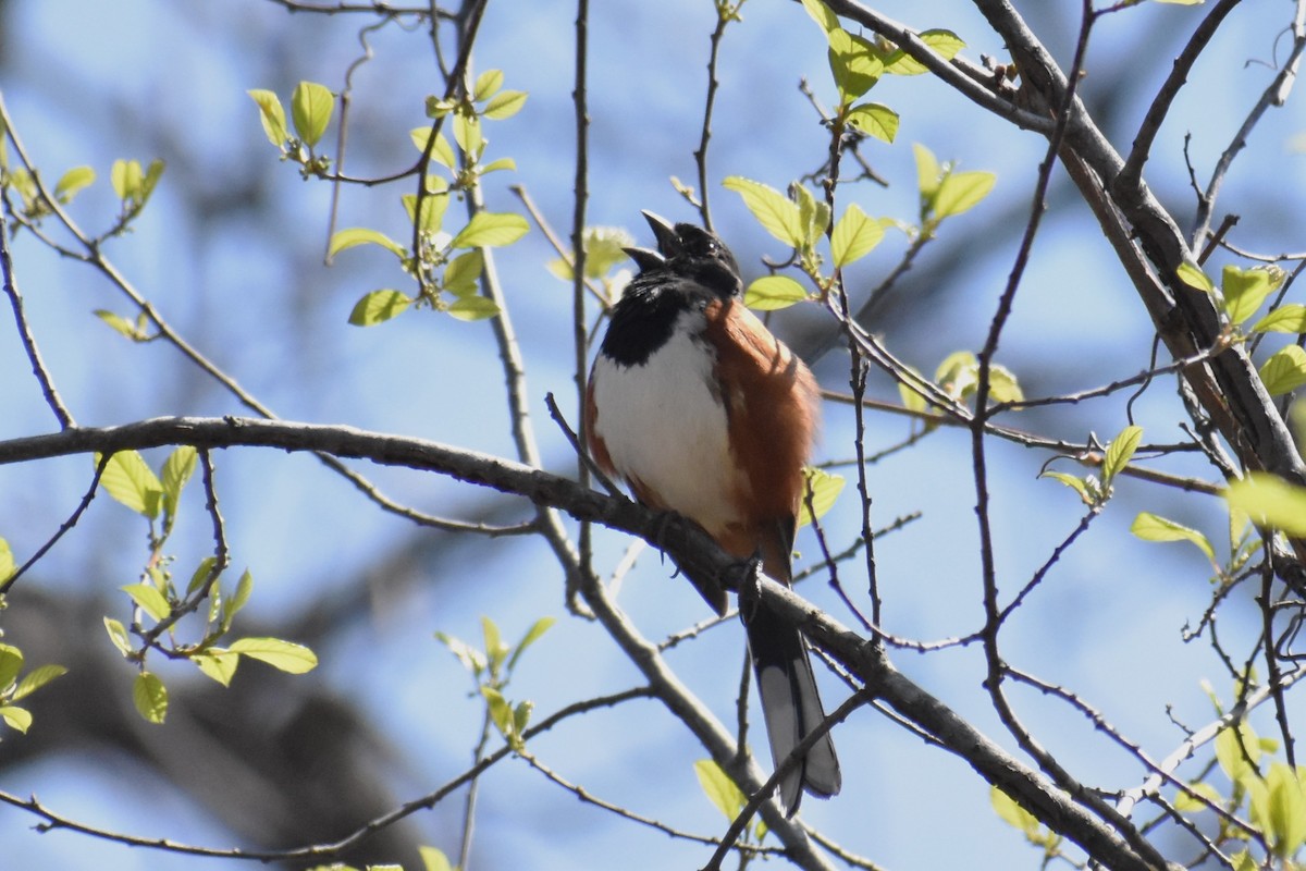 Eastern Towhee - ML655457417