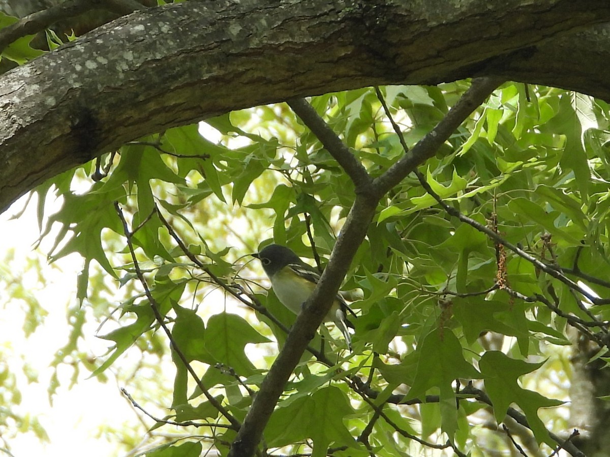 Blue-headed Vireo - ML655457445