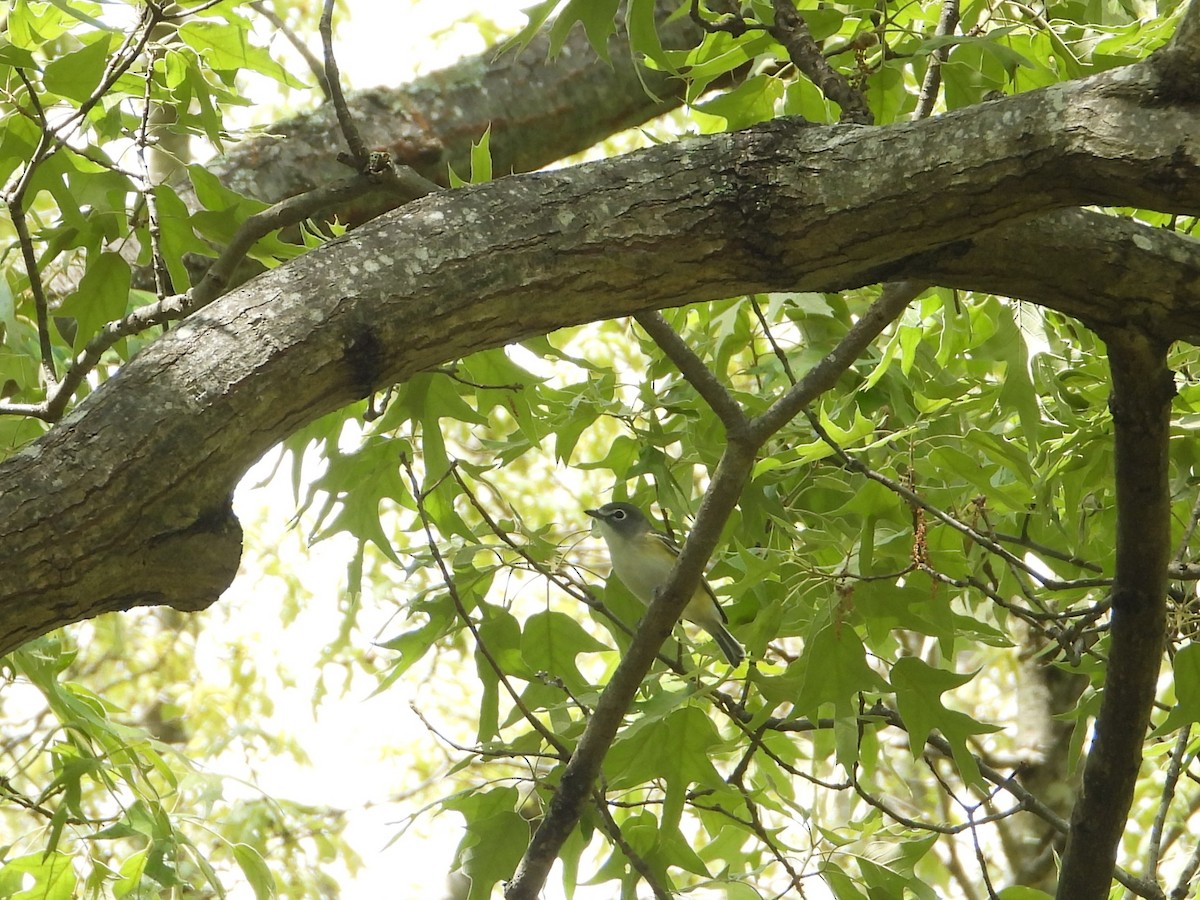 Blue-headed Vireo - ML655457499