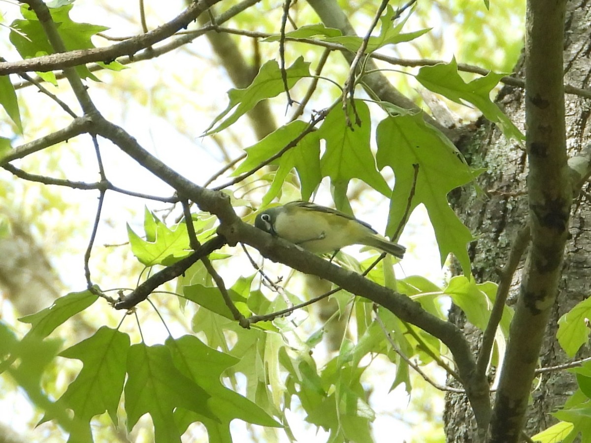 Blue-headed Vireo - ML655457638