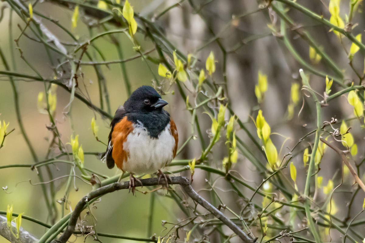 Eastern Towhee - ML655457934