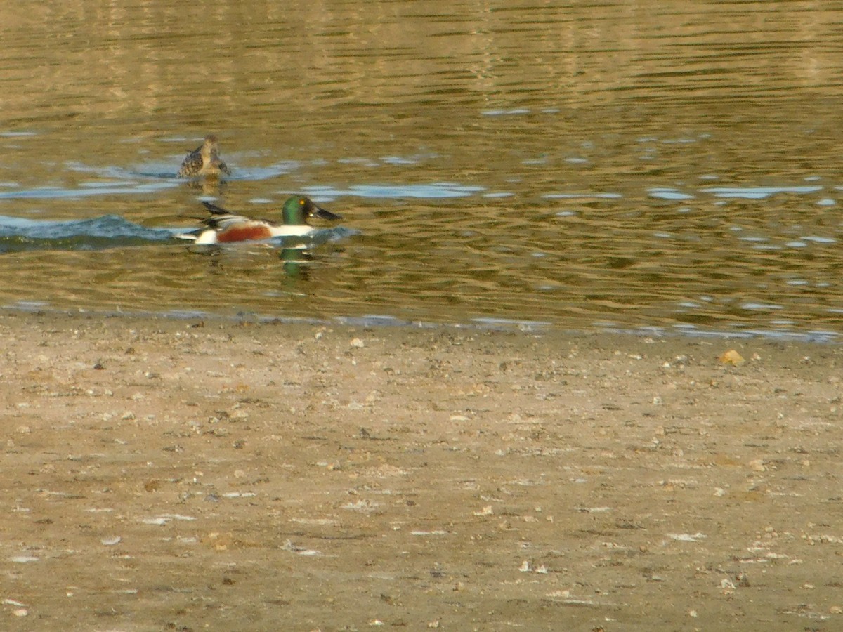 Ahate mokozabal zuria - ML655458581