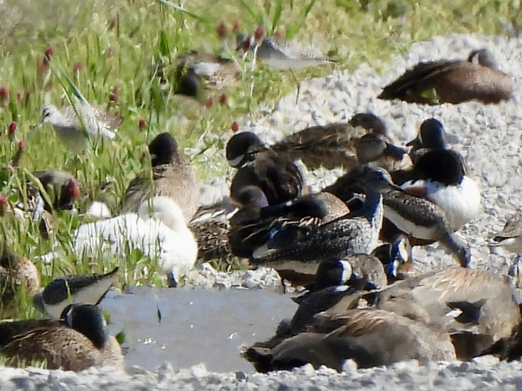 Ahate mokozabal zuria - ML655458634