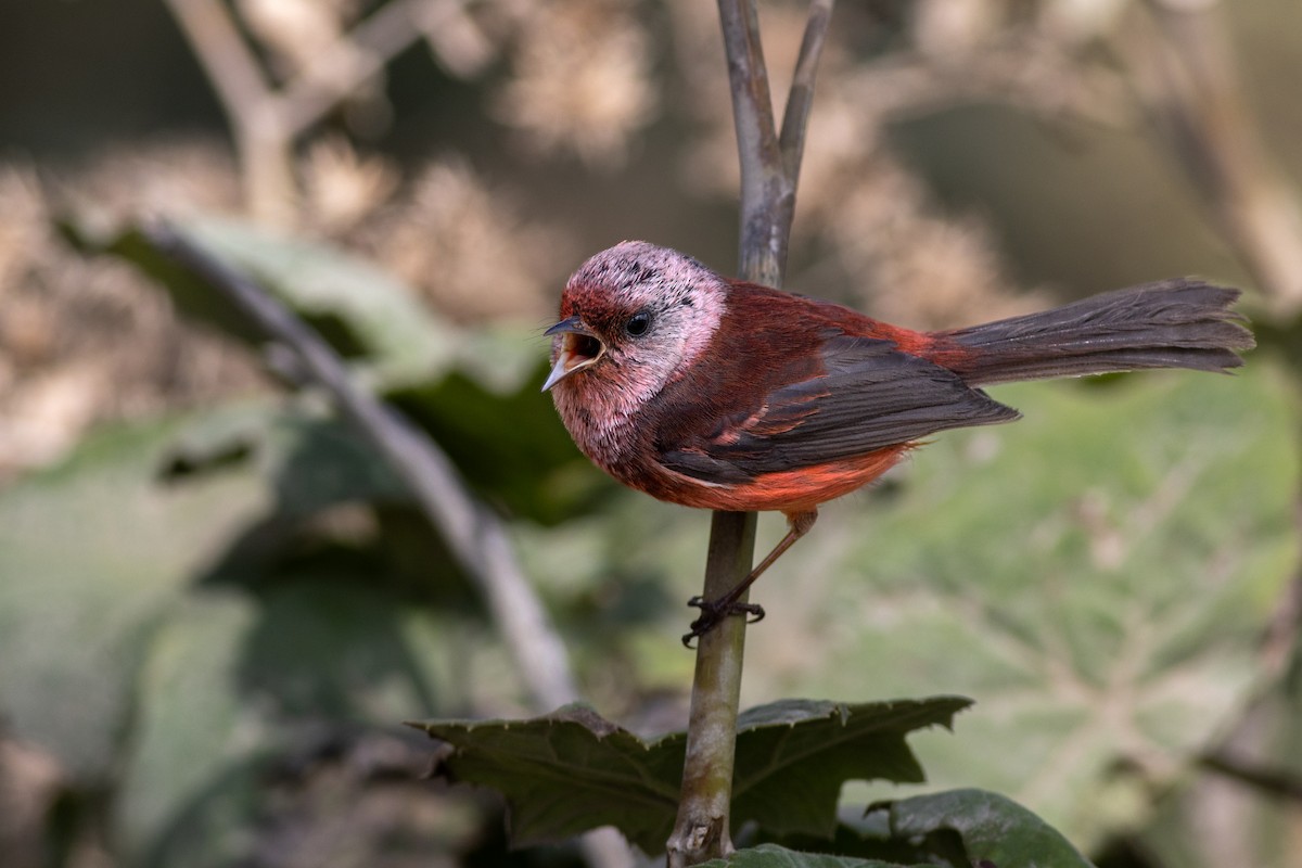 Pink-headed Warbler - ML655459111