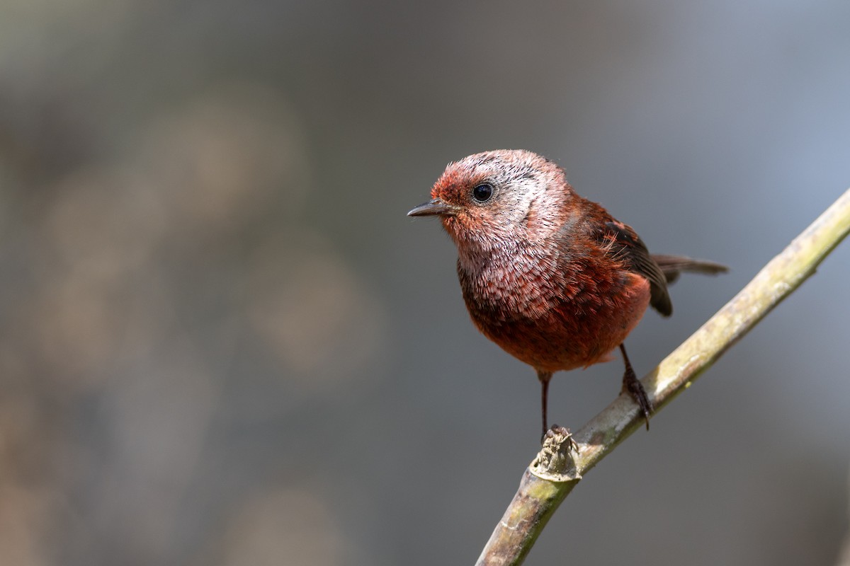Pink-headed Warbler - ML655459113