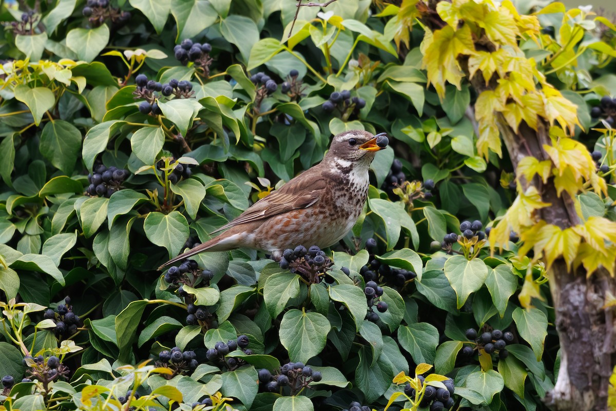 雑種 ツグミ x ハチジョウツグミ - eBird