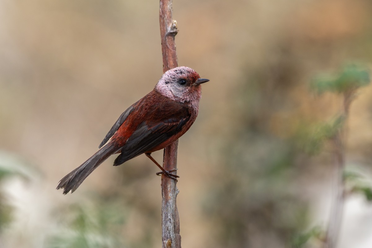 Pink-headed Warbler - ML655459318