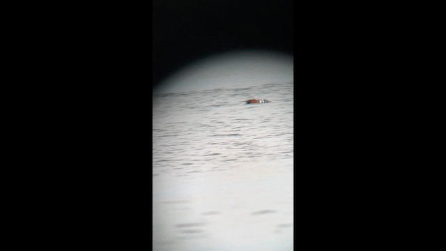 Harlequin Duck - ML655459405