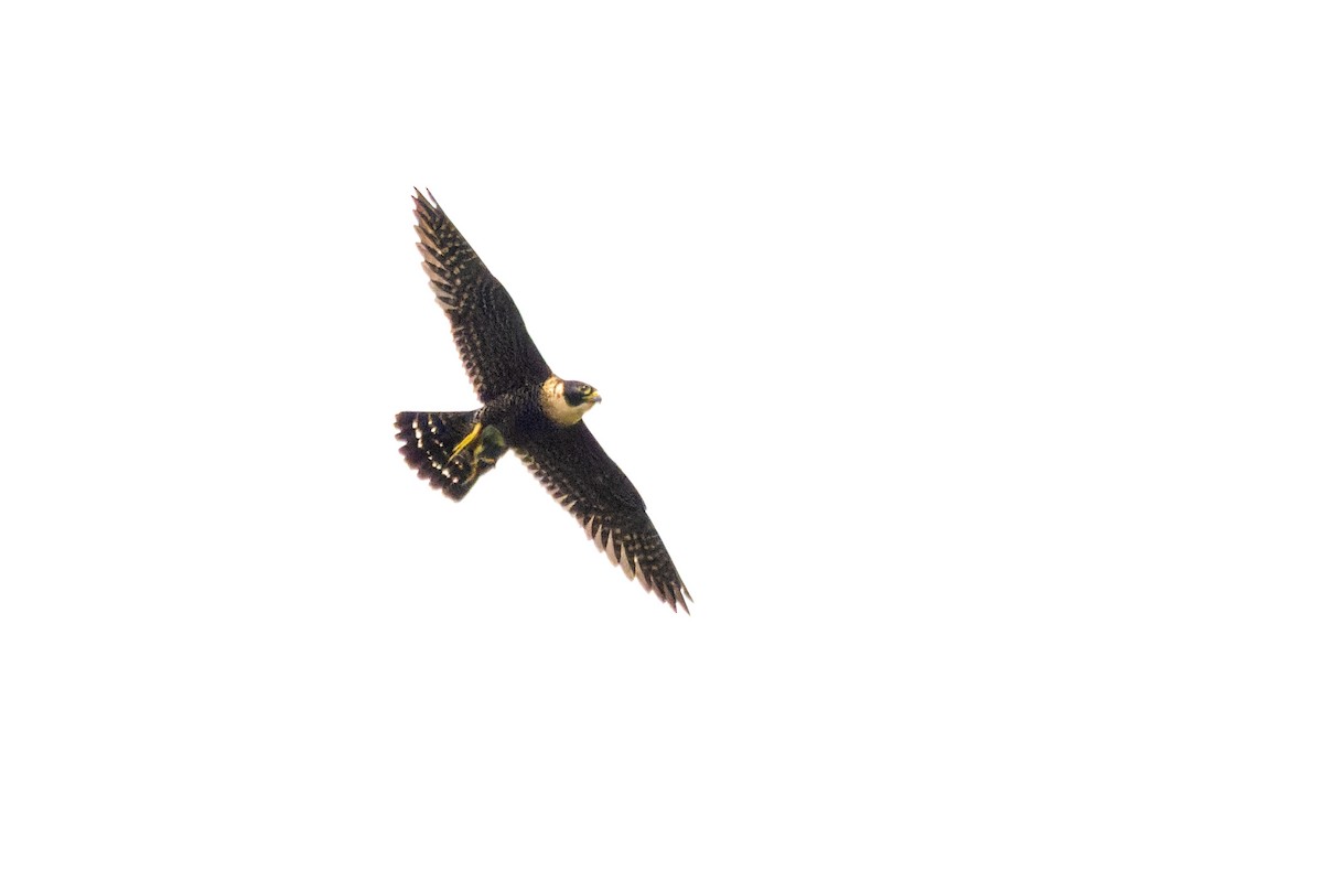 Bat Falcon - ML655460156