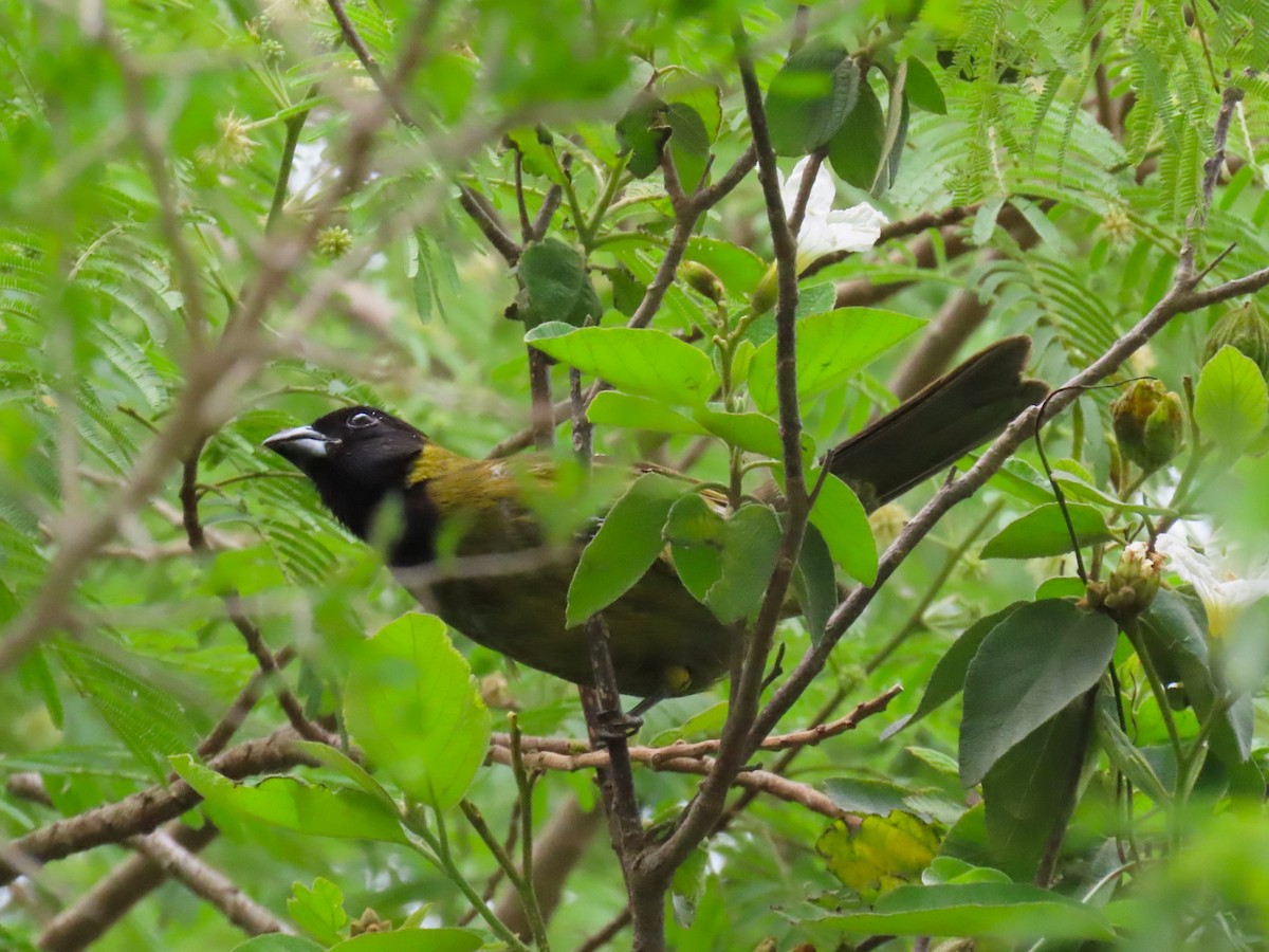 Crimson-collared Grosbeak - ML655460386