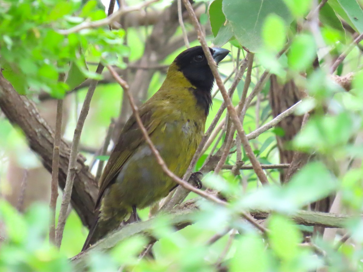Crimson-collared Grosbeak - ML655460387