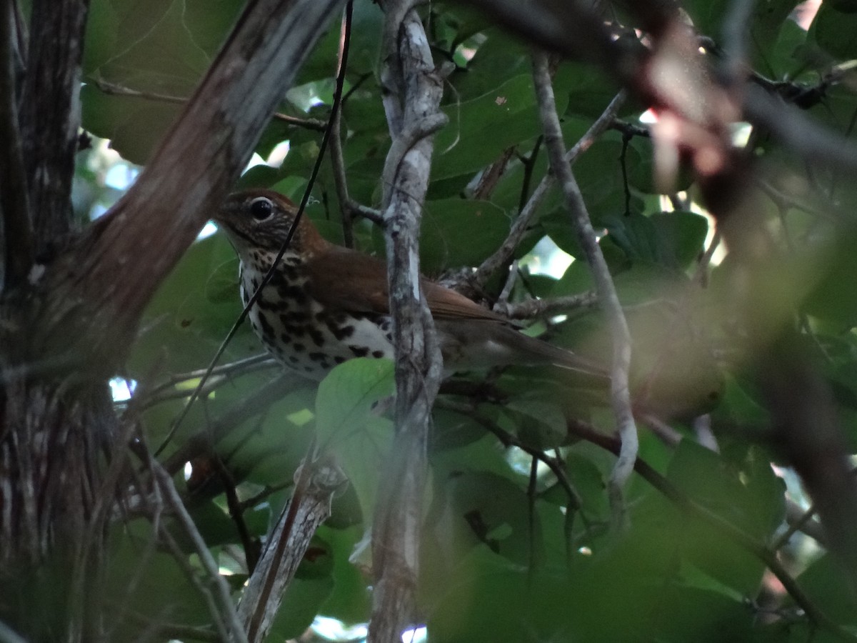 Wood Thrush - ML65546051