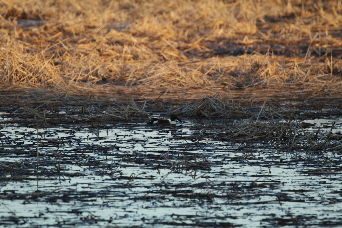 Ahate mokozabal zuria - ML655460632