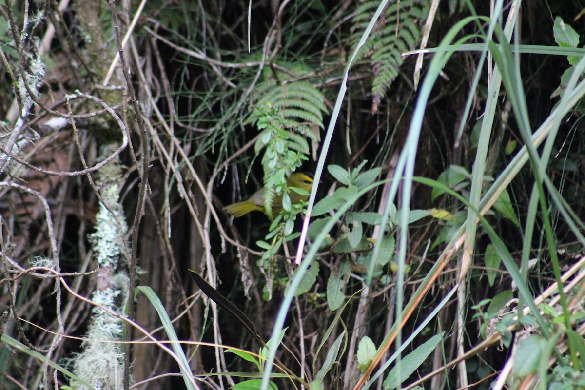 Black-crested Warbler - Ty Sharrow