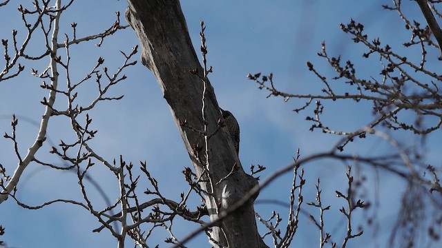 gullspett - ML655461632