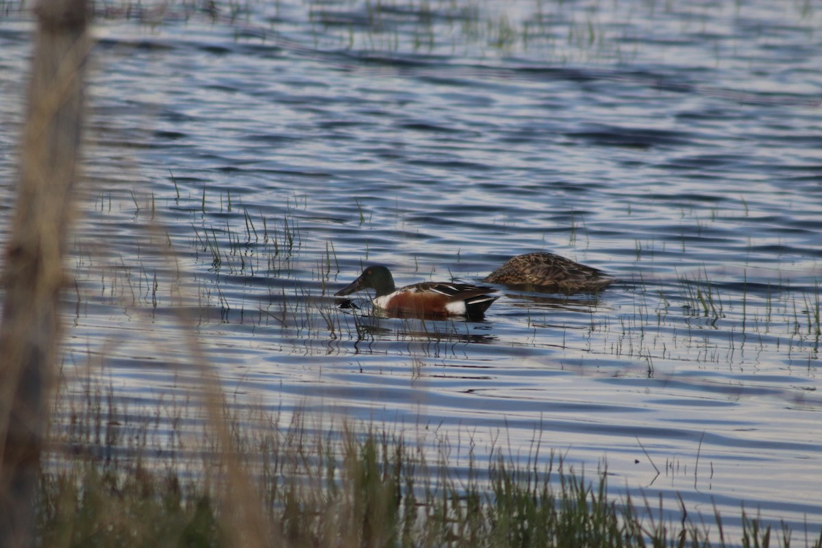 Ahate mokozabal zuria - ML655461642