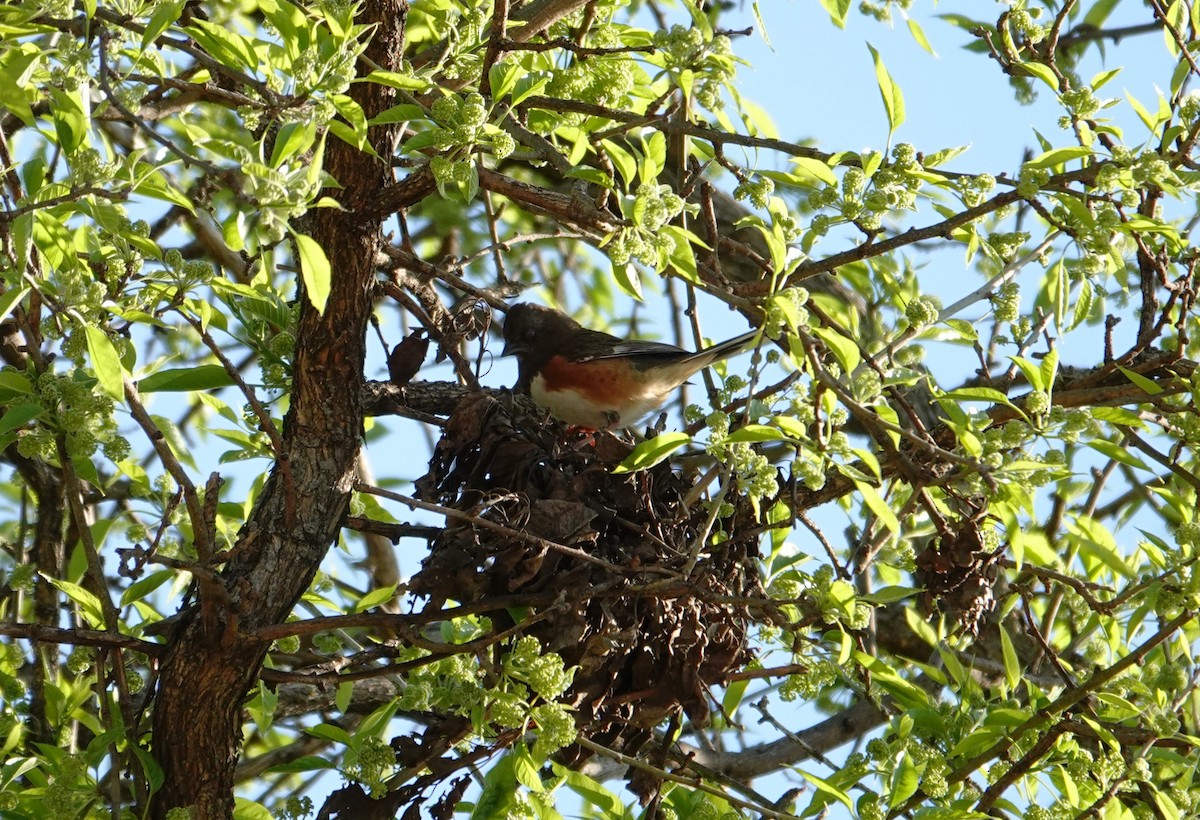 Eastern Towhee - ML655461739
