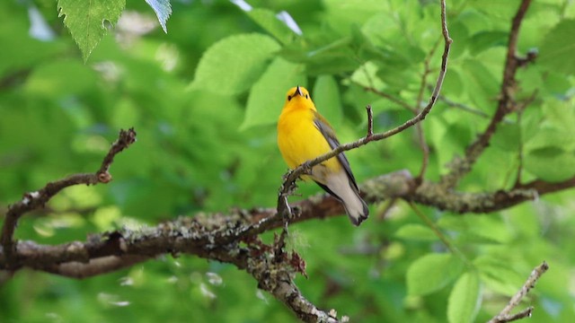 plommeparula - ML655461748