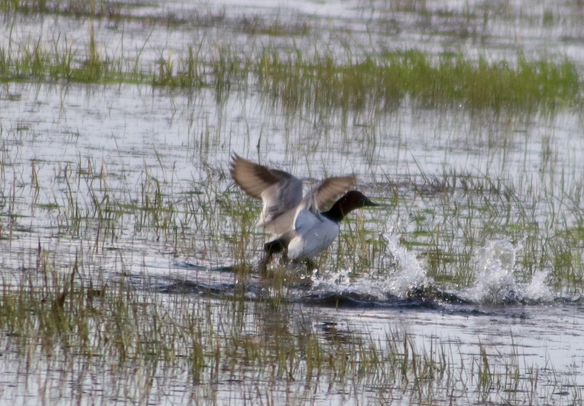 kanvasand - ML655461837