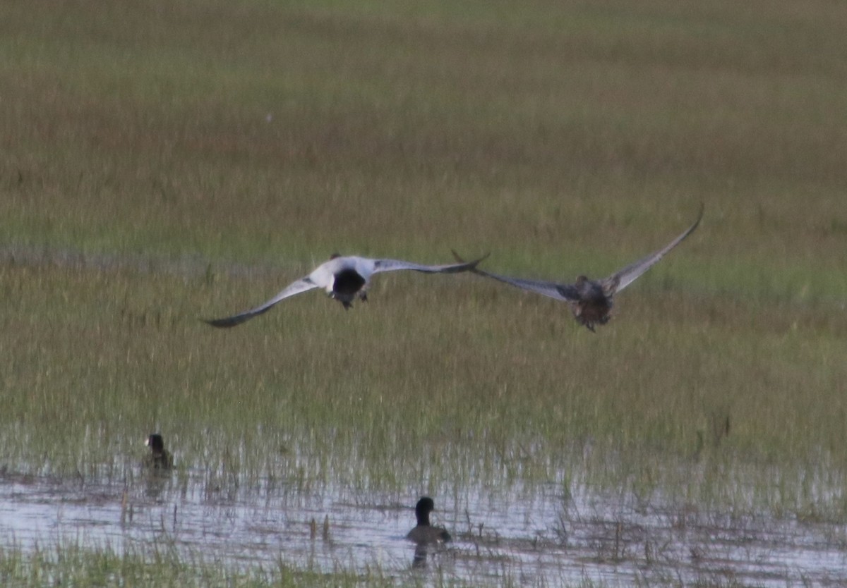 kanvasand - ML655461838