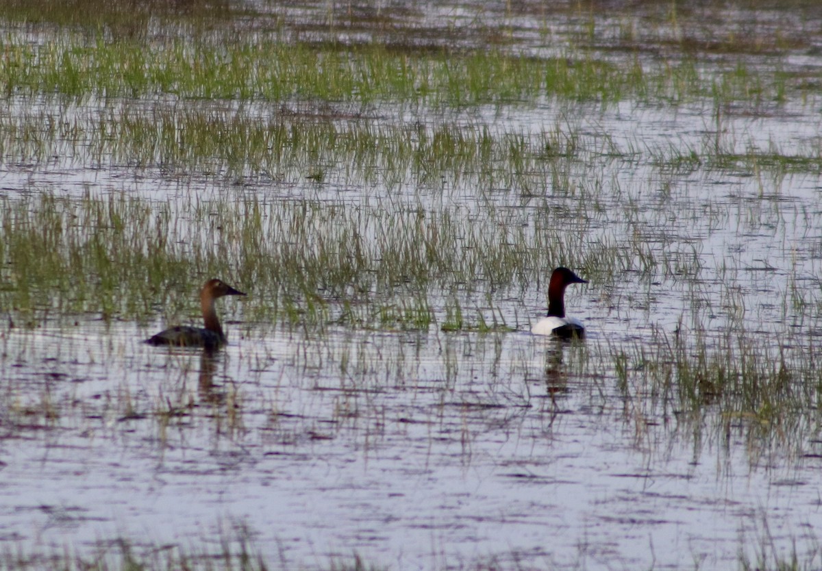 kanvasand - ML655461839