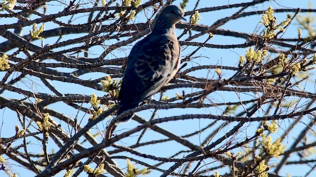 mongolturteldue - ML655461929