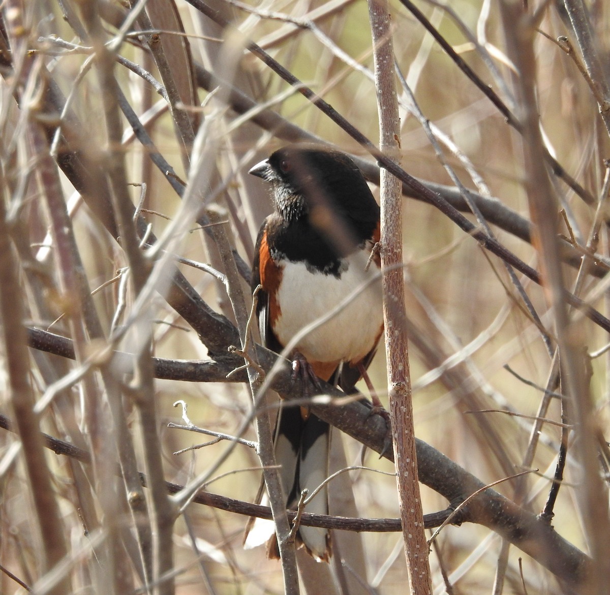 Eastern Towhee - ML655461993