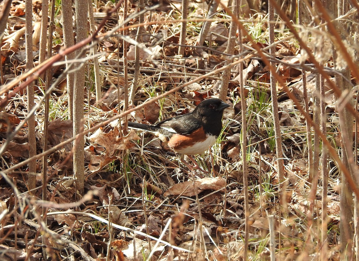 Eastern Towhee - ML655461994